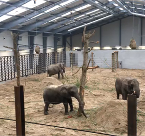 6 ledhejseporte til 4 elefanter